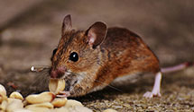 24 Hour & Emergency Exterminators in ATT Bellsouth, GA
